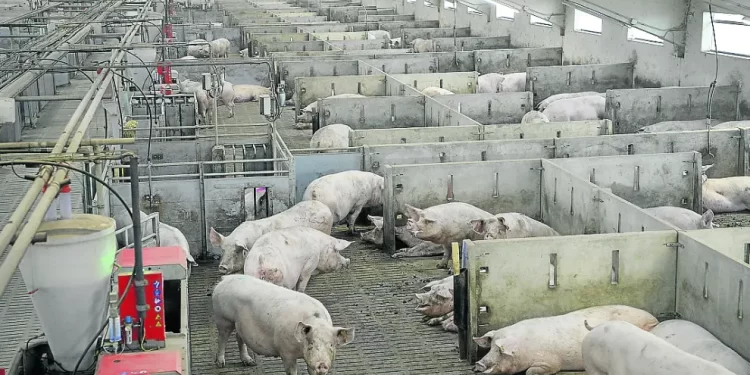 Los Mossos y la Guardia Civil allanan un laboratorio en Cataluña por sospechas sobre el origen del brote de peste porcina