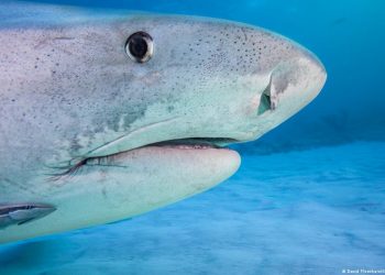 Tiburones contaminados con Cocaína: el Caribe revela un hallazgo tan insólito como trágico para el mar