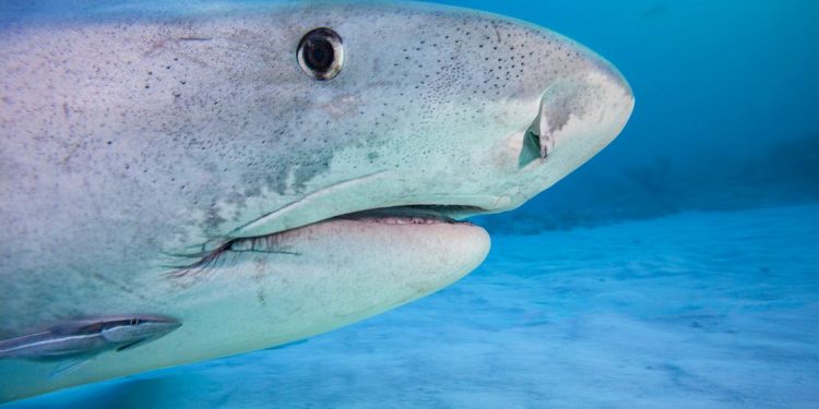 Tiburones contaminados con Cocaína: el Caribe revela un hallazgo tan insólito como trágico para el mar