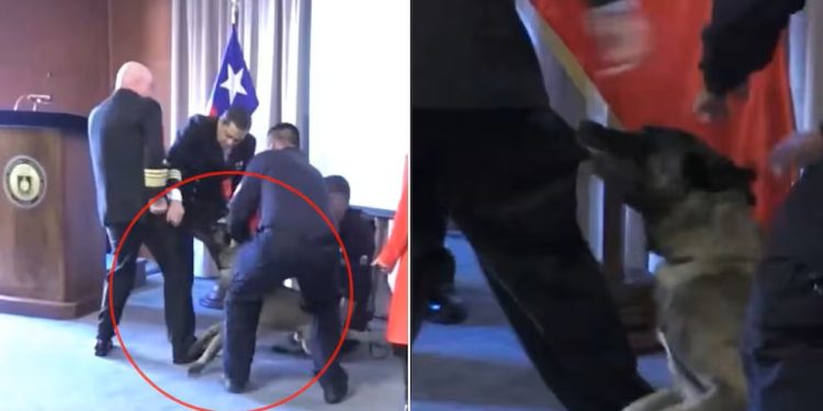 Un Pastor Malinois, entrenado en busqueda de drogas, se obsesiono con el bolsillo de un vicealmirante chileno