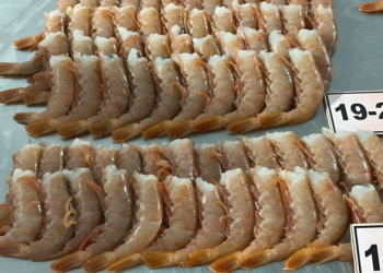 Paraguay procesa langostino argentino y exporta, mientras Argentina mira: la pesca y su industria también necesita un RIGI