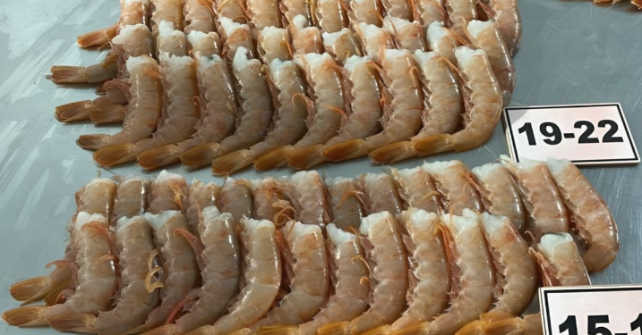 Paraguay procesa langostino argentino y exporta, mientras Argentina mira: la pesca y su industria también necesita un RIGI