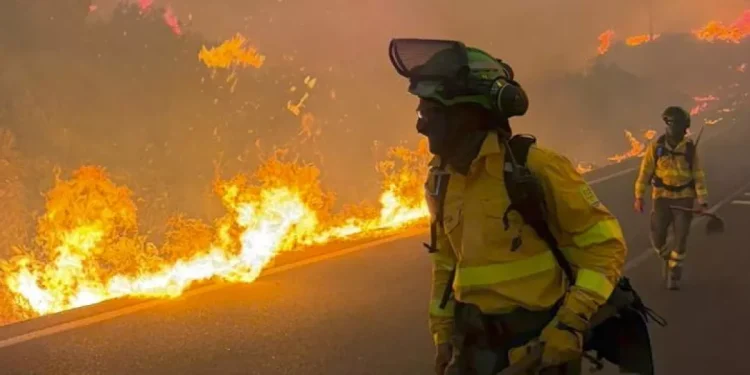 Tras tragedia de Almería, expertos denuncian el abandono forestal y advierten por incendios descomunales en Andalucía
