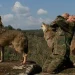 Murió Marcos Rodríguez, el “niño lobo” que fue más feliz entre animales que entre humanos
