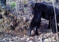 Los chimpancés tiran piedras a los árboles; el perokirchnerismo e izquierda prefiere tirárselas al Gobierno de turno