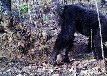 Los chimpancés tiran piedras a los árboles; el peronismo prefiere tirárselas al Gobierno de turno