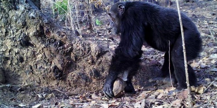 Los chimpancés tiran piedras a los árboles; el perokirchnerismo e izquierda prefiere tirárselas al Gobierno de turno