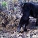Los chimpancés tiran piedras a los árboles; el perokirchnerismo e izquierda prefiere tirárselas al Gobierno de turno