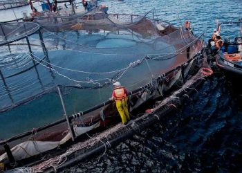 Malvinas: el salmón abre otro frente de abuso y explotación británico