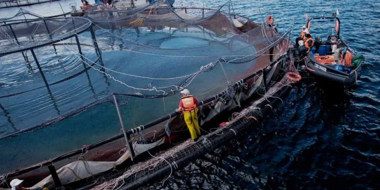 Malvinas: el salmón abre otro frente de abuso y explotación británico